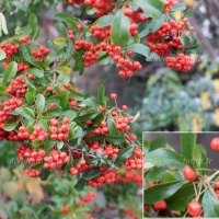 Test - Sony A7R II - ISO 200